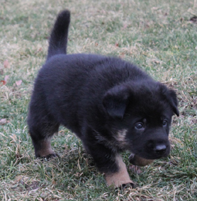 Azog z Glaurung german shepherd puppy walk